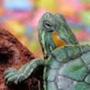 Meet your Posher, Turtle